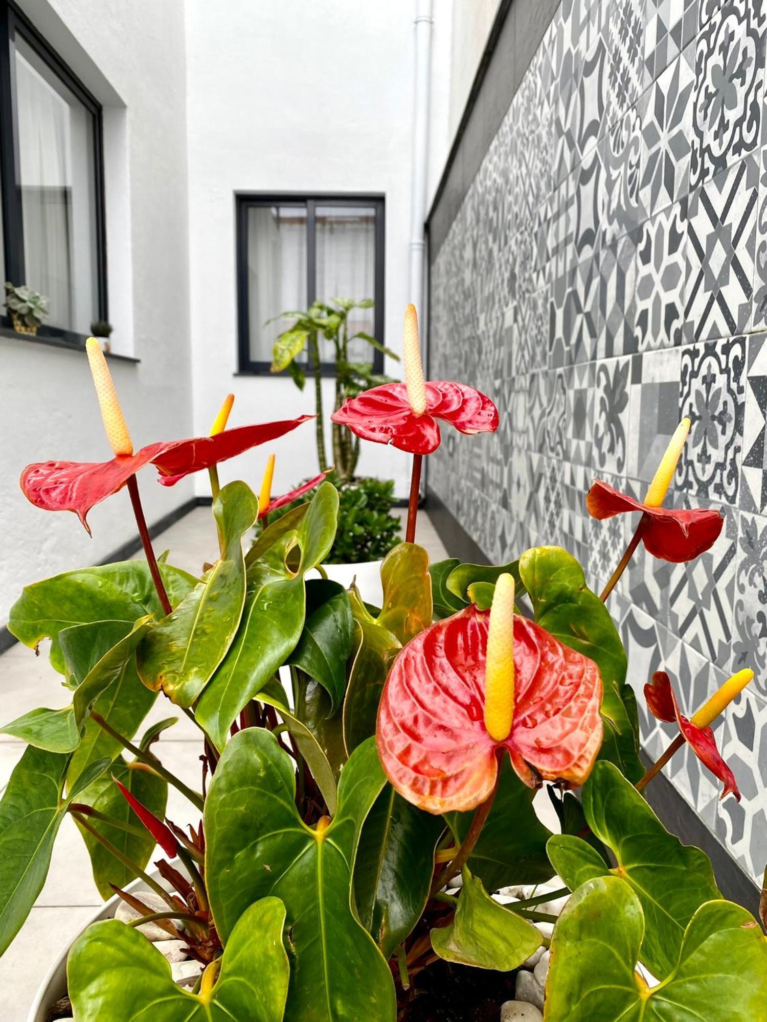 Iris House Al Azores Ponta Delgada  Exterior photo